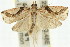  ( - 11ANIC-11960)  @11 [ ] CreativeCommons - Attribution (2011) ANIC/CBG Photography Group Centre for Biodiversity Genomics