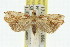  ( - 11ANIC-11967)  @11 [ ] CreativeCommons - Attribution (2011) ANIC/CBG Photography Group Centre for Biodiversity Genomics