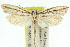 ( - 11ANIC-11992)  @11 [ ] CreativeCommons - Attribution (2011) ANIC/CBG Photography Group Centre for Biodiversity Genomics
