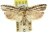  ( - 11ANIC-11994)  @11 [ ] CreativeCommons - Attribution (2011) ANIC/CBG Photography Group Centre for Biodiversity Genomics