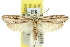  ( - 11ANIC-11995)  @15 [ ] CreativeCommons - Attribution (2011) ANIC/CBG Photography Group Centre for Biodiversity Genomics