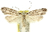  ( - 11ANIC-11998)  @13 [ ] CreativeCommons - Attribution (2011) ANIC/CBG Photography Group Centre for Biodiversity Genomics