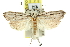  ( - 11ANIC-11999)  @15 [ ] CreativeCommons - Attribution (2011) ANIC/CBG Photography Group Centre for Biodiversity Genomics