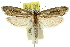  (Heterochyta - 11ANIC-12019)  @14 [ ] CreativeCommons - Attribution (2011) ANIC/CBG Photography Group Centre for Biodiversity Genomics