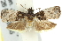  ( - 11ANIC-12088)  @12 [ ] CreativeCommons - Attribution (2011) ANIC/CBG Photography Group Centre for Biodiversity Genomics