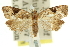  ( - 11ANIC-12097)  @11 [ ] CreativeCommons - Attribution (2011) ANIC/CBG Photography Group Centre for Biodiversity Genomics