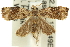  ( - 11ANIC-12104)  @14 [ ] CreativeCommons - Attribution (2011) ANIC/CBG Photography Group Centre for Biodiversity Genomics
