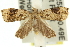  ( - 11ANIC-12105)  @14 [ ] CreativeCommons - Attribution (2011) ANIC/CBG Photography Group Centre for Biodiversity Genomics