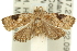  ( - 11ANIC-12106)  @14 [ ] CreativeCommons - Attribution (2011) ANIC/CBG Photography Group Centre for Biodiversity Genomics