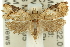  ( - 11ANIC-12108)  @14 [ ] CreativeCommons - Attribution (2011) ANIC/CBG Photography Group Centre for Biodiversity Genomics