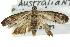  ( - 11ANIC-12125)  @13 [ ] CreativeCommons - Attribution (2011) ANIC/CBG Photography Group Centre for Biodiversity Genomics