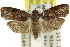  ( - 11ANIC-12132)  @13 [ ] CreativeCommons - Attribution (2011) ANIC/CBG Photography Group Centre for Biodiversity Genomics