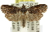  ( - 11ANIC-12134)  @13 [ ] CreativeCommons - Attribution (2011) ANIC/CBG Photography Group Centre for Biodiversity Genomics