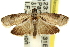  ( - 11ANIC-12137)  @13 [ ] CreativeCommons - Attribution (2011) ANIC/CBG Photography Group Centre for Biodiversity Genomics