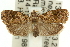  ( - 11ANIC-12145)  @15 [ ] CreativeCommons - Attribution (2011) ANIC/CBG Photography Group Centre for Biodiversity Genomics