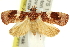  ( - 11ANIC-12153)  @14 [ ] CreativeCommons - Attribution (2011) ANIC/CBG Photography Group Centre for Biodiversity Genomics