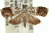  ( - 11ANIC-12161)  @14 [ ] CreativeCommons - Attribution (2011) ANIC/CBG Photography Group Centre for Biodiversity Genomics