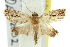  ( - 11ANIC-12168)  @13 [ ] CreativeCommons - Attribution (2011) ANIC/CBG Photography Group Centre for Biodiversity Genomics