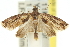  ( - 11ANIC-12171)  @11 [ ] CreativeCommons - Attribution (2011) ANIC/CBG Photography Group Centre for Biodiversity Genomics