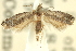  ( - 11ANIC-12249)  @11 [ ] CreativeCommons - Attribution (2011) ANIC/CBG Photography Group Centre for Biodiversity Genomics