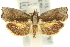  (Eucosmogastra pyrrhopa - 11ANIC-12258)  @14 [ ] CreativeCommons - Attribution (2011) ANIC/CBG Photography Group Centre for Biodiversity Genomics