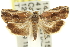  (Eucosmogastra poetica - 11ANIC-12262)  @15 [ ] CreativeCommons - Attribution (2011) ANIC/CBG Photography Group Centre for Biodiversity Genomics