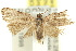  ( - 11ANIC-12266)  @12 [ ] CreativeCommons - Attribution (2011) ANIC/CBG Photography Group Centre for Biodiversity Genomics