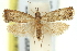  (Eucosma1 trepida - 11ANIC-12272)  @14 [ ] CreativeCommons - Attribution (2011) ANIC/CBG Photography Group Centre for Biodiversity Genomics