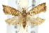  ( - 11ANIC-12274)  @14 [ ] CreativeCommons - Attribution (2011) ANIC/CBG Photography Group Centre for Biodiversity Genomics