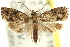  ( - 11ANIC-12306)  @14 [ ] CreativeCommons - Attribution (2011) ANIC/CBG Photography Group Centre for Biodiversity Genomics