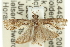  ( - 11ANIC-12394)  @11 [ ] CreativeCommons - Attribution (2011) ANIC/CBG Photography Group Centre for Biodiversity Genomics