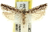 ( - 11ANIC-12425)  @11 [ ] CreativeCommons - Attribution (2011) ANIC/CBG Photography Group Centre for Biodiversity Genomics