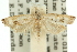  ( - 11ANIC-12443)  @11 [ ] CreativeCommons - Attribution (2011) ANIC/CBG Photography Group Centre for Biodiversity Genomics