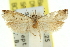  ( - 11ANIC-12444)  @11 [ ] CreativeCommons - Attribution (2011) ANIC/CBG Photography Group Centre for Biodiversity Genomics