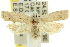  ( - 11ANIC-12448)  @13 [ ] CreativeCommons - Attribution (2011) ANIC/CBG Photography Group Centre for Biodiversity Genomics