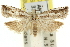  ( - 11ANIC-12451)  @11 [ ] CreativeCommons - Attribution (2011) ANIC/CBG Photography Group Centre for Biodiversity Genomics