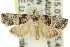  ( - 11ANIC-12456)  @14 [ ] CreativeCommons - Attribution (2011) ANIC/CBG Photography Group Centre for Biodiversity Genomics