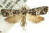  ( - 11ANIC-12457)  @14 [ ] CreativeCommons - Attribution (2011) ANIC/CBG Photography Group Centre for Biodiversity Genomics