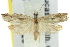  ( - 11ANIC-12466)  @14 [ ] CreativeCommons - Attribution (2011) ANIC/CBG Photography Group Centre for Biodiversity Genomics