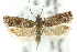  ( - 11ANIC-12472)  @11 [ ] CreativeCommons - Attribution (2011) ANIC/CBG Photography Group Centre for Biodiversity Genomics