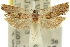  ( - 11ANIC-12473)  @13 [ ] CreativeCommons - Attribution (2011) ANIC/CBG Photography Group Centre for Biodiversity Genomics