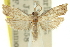  ( - 11ANIC-12474)  @14 [ ] CreativeCommons - Attribution (2011) ANIC/CBG Photography Group Centre for Biodiversity Genomics