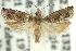  (Holocola sp. ANIC2 - 11ANIC-12478)  @12 [ ] CreativeCommons - Attribution (2011) ANIC/CBG Photography Group Centre for Biodiversity Genomics