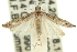  ( - 11ANIC-12485)  @11 [ ] CreativeCommons - Attribution (2011) ANIC/CBG Photography Group Centre for Biodiversity Genomics