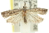  (Holocola sicariana - 11ANIC-12492)  @13 [ ] CreativeCommons - Attribution (2011) ANIC/CBG Photography Group Centre for Biodiversity Genomics