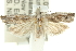  ( - 11ANIC-12493)  @11 [ ] CreativeCommons - Attribution (2011) ANIC/CBG Photography Group Centre for Biodiversity Genomics