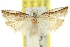  ( - 11ANIC-12494)  @11 [ ] CreativeCommons - Attribution (2011) ANIC/CBG Photography Group Centre for Biodiversity Genomics