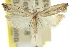  ( - 11ANIC-12495)  @11 [ ] CreativeCommons - Attribution (2011) ANIC/CBG Photography Group Centre for Biodiversity Genomics