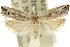  (Holocola peraea - 11ANIC-12496)  @11 [ ] CreativeCommons - Attribution (2011) ANIC/CBG Photography Group Centre for Biodiversity Genomics