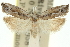  ( - 11ANIC-12497)  @11 [ ] CreativeCommons - Attribution (2011) ANIC/CBG Photography Group Centre for Biodiversity Genomics